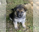 Puppy Bella German Shepherd Dog