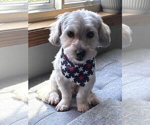 Havanese Dogs for adoption in St. Louis Park, MN, USA