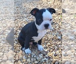 Small Boston Terrier