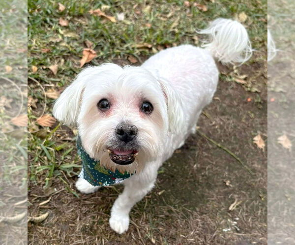 Medium Photo #3 Maltese Puppy For Sale in Boonton, NJ, USA