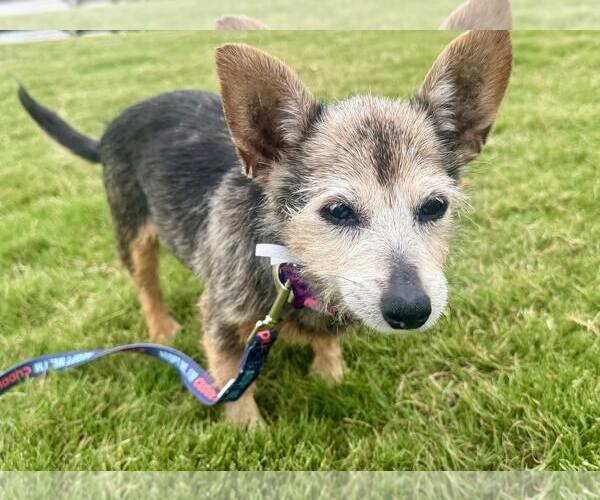 Medium Photo #3 Mutt Puppy For Sale in Spring Lake, NC, USA