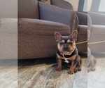 Small #2 French Bulldog