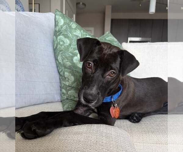 Medium Photo #1 Mutt Puppy For Sale in Shelburne, VT, USA
