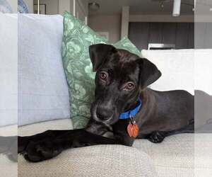 Mutt Dogs for adoption in Shelburne, VT, USA