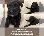 Puppy black male Schnauzer (Miniature)