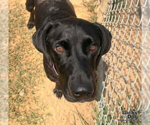 Spice Girl - Female Labrador Retriever-Unknown Mix Dog for Adoption - Photo #3