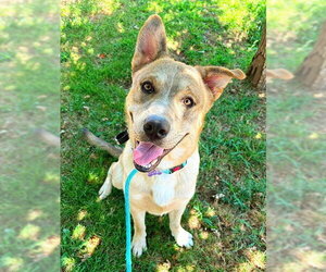 Siberian Husky-Unknown Mix Dogs for adoption in Sacramento, CA, USA