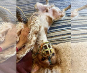 TN/Pete - Male Brittany Dog for Adoption - Photo #3