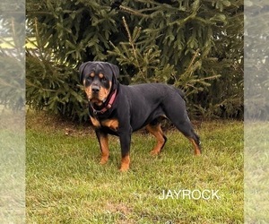 Father of the Rottweiler puppies born on 05/25/2025