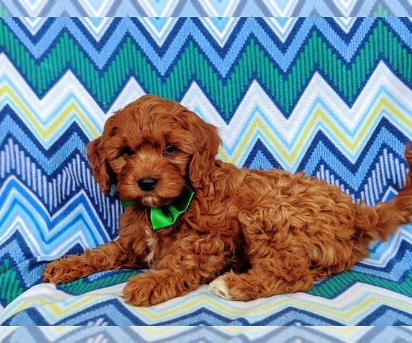 Medium Photo #4 Cavapoo Puppy For Sale in NOTTINGHAM, PA, USA