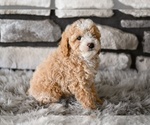 Small #5 Poodle (Toy)