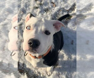 American Pit Bull Terrier-Unknown Mix Dogs for adoption in Germantown, OH, USA