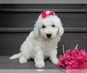 Goldendoodle (Miniature) Puppy for sale in MILLERSBURG, OH, USA