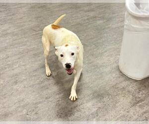 Labrador Retriever-Unknown Mix Dogs for adoption in Plainfield, IL, USA