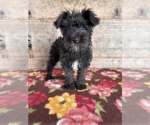 Medium Photo #11 Schnauzer (Miniature) Puppy For Sale in VERMONTVILLE, MI, USA
