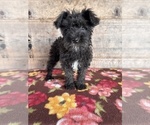 Small #10 Schnauzer (Miniature)