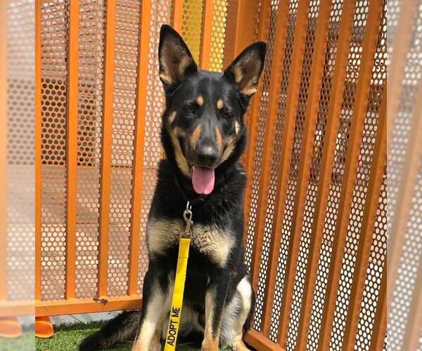 Medium Photo #1 German Shepherd Dog-Unknown Mix Puppy For Sale in Las Vegas, NV, USA