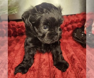 Shih-Poo Puppy for sale in FORT WASHINGTON, MD, USA