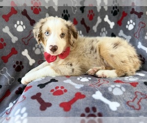 Miniature Australian Shepherd Puppy for sale in LAKELAND, FL, USA