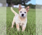 Small #3 Australian Cattle Dog