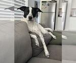 Small Pointer Mix