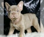Small #2 French Bulldog