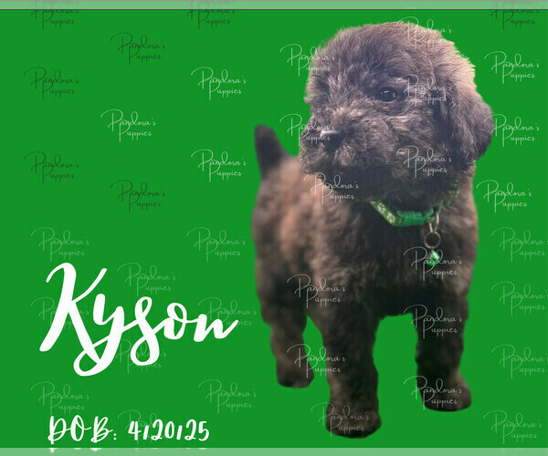 Medium Photo #2 Portuguese Water Dog Puppy For Sale in POWDER SPRINGS, GA, USA