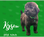 Small #1 Portuguese Water Dog