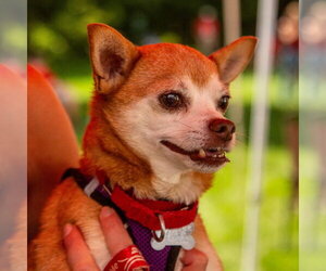 Charley - Male Chihuahua-Unknown Mix Dog for Adoption - Photo #27