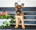 Puppy Racer Malinois