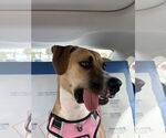 Small #1 Boxer Mix