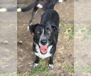 Mutt Dogs for adoption in Riverside, CA, USA