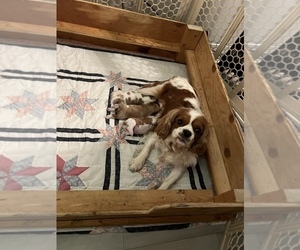 Mother of the Cavalier King Charles Spaniel puppies born on 10/31/2023
