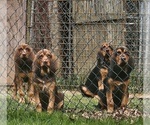 Small #6 Bloodhound