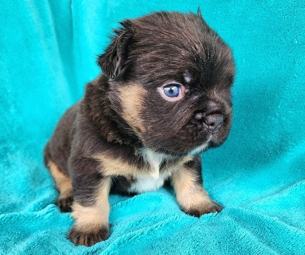 Medium Photo #8 French Bulldog Puppy For Sale in LAS VEGAS, NV, USA