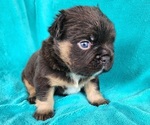 Small #7 French Bulldog