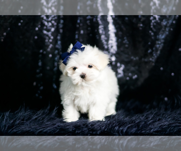 Medium Photo #5 Maltese Puppy For Sale in WARSAW, IN, USA