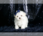 Small #4 Maltese