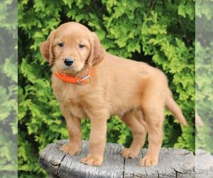 Golden Irish Puppy for sale in BLAIN, PA, USA