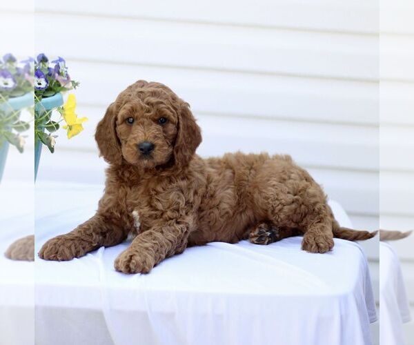 Medium Photo #4 Goldendoodle (Miniature) Puppy For Sale in RONKS, PA, USA