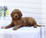 Small #3 Goldendoodle (Miniature)