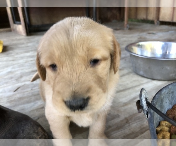 Medium Photo #9 Golden Retriever Puppy For Sale in CLEVELAND, TX, USA
