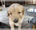 Small Photo #9 Golden Retriever Puppy For Sale in CLEVELAND, TX, USA