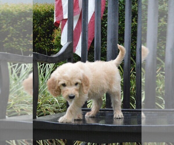 Medium Photo #3 Goldendoodle Puppy For Sale in BERLIN, NJ, USA