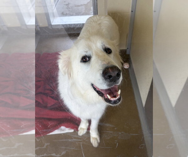Medium Photo #2 Great Pyrenees Puppy For Sale in Salinas, CA, USA