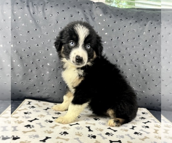 Medium Photo #1 Australian Shepherd Puppy For Sale in SALISBURY, NC, USA
