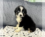 Puppy Girl 2 Australian Shepherd