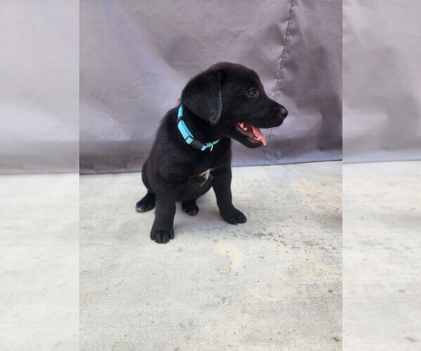 Medium Photo #1 Labrador Retriever-Unknown Mix Puppy For Sale in Dana Point, CA, USA