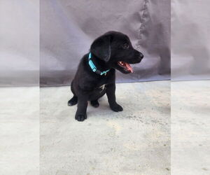 Labrador Retriever-Unknown Mix Dogs for adoption in Dana Point, CA, USA