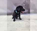 Small Labrador Retriever Mix